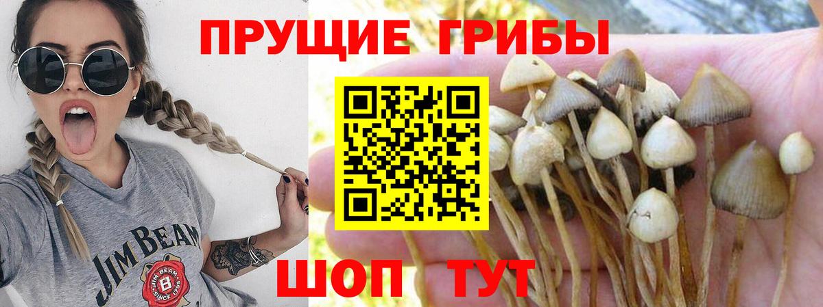 Псилоцибиновые грибы мухоморы  Псилоцибиновые грибы Cubensis  Махачкала  Вход с VPN 